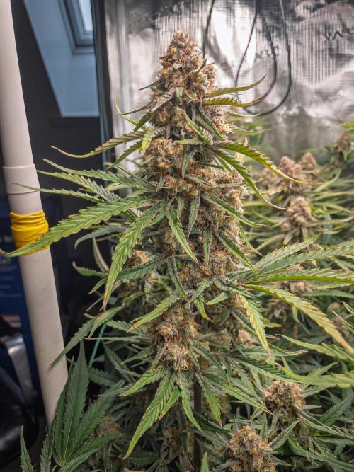 Granite Haze F7 in Autopot + Coco. Week 11 - D72 Granite Haze 