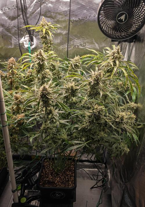 505 Headbanger in Autopot + Coco. Week 12 - D79 505 Headbanger