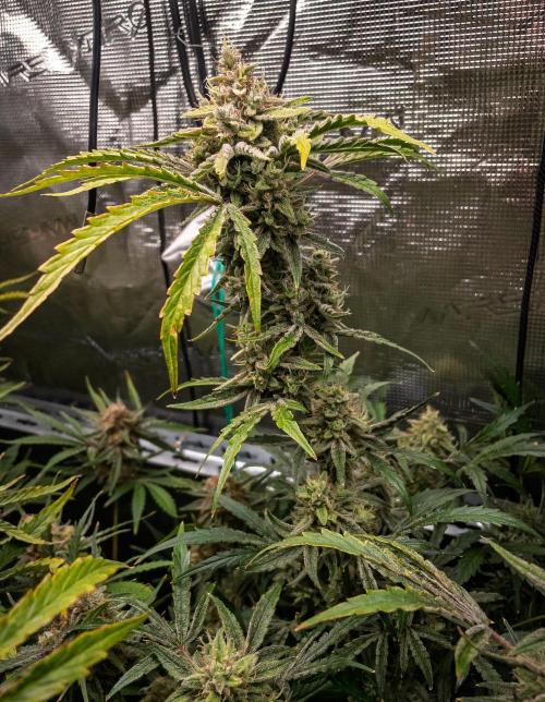 505 Headbanger in Autopot + Coco. Week 12 - D79 505 Headbanger