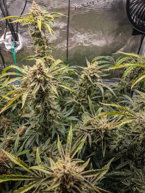 505 Headbanger in Autopot + Coco. Week 12 - D79 505 Headbanger