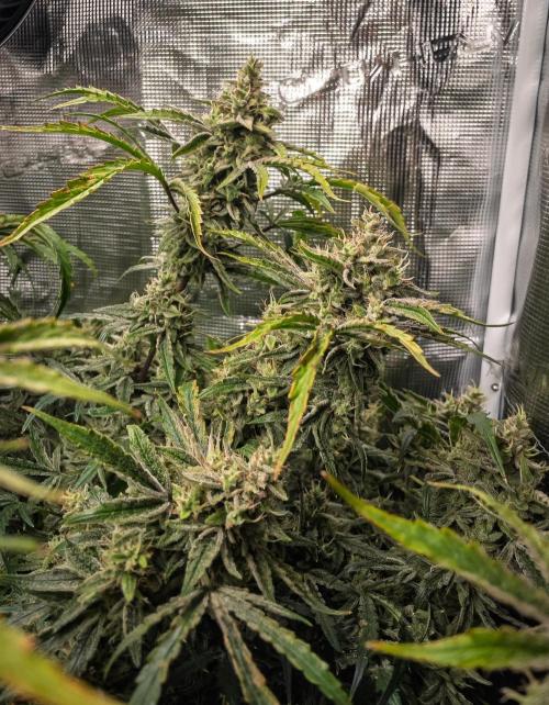 505 Headbanger in Autopot + Coco. Week 12 - D79 505 Headbanger