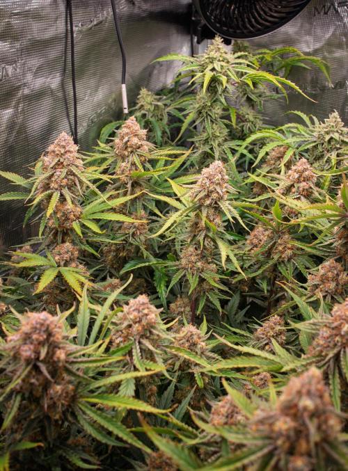 Granite Haze F7 in Autopot + Coco. Week 12 - D75 partially harvested tops