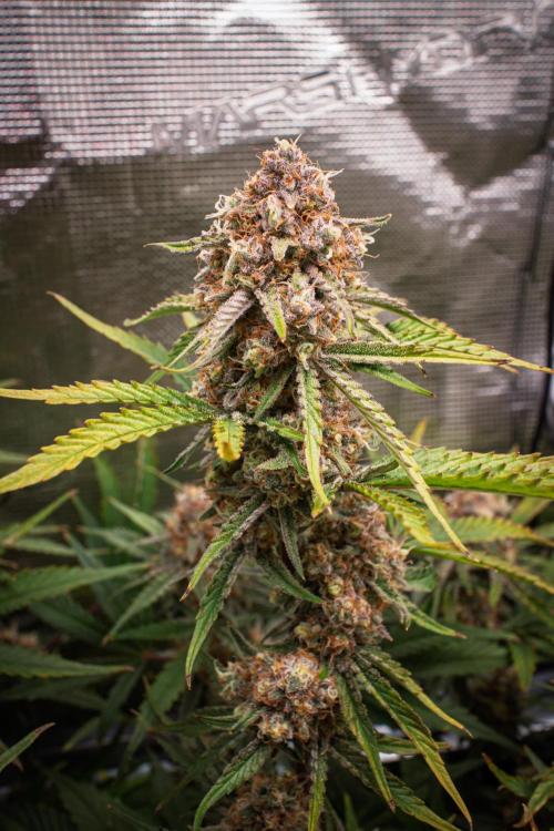 Granite Haze F7 in Autopot + Coco. Week 12 - D75 partially harvested tops