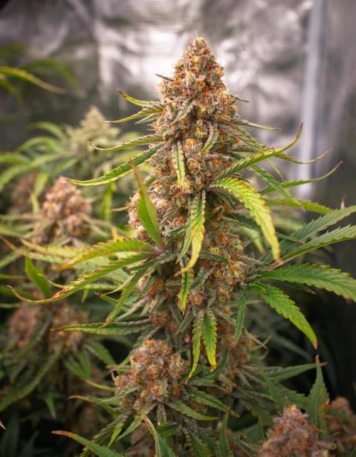 Granite Haze F7 in Autopot + Coco. Week 12 - D75 partially harvested tops