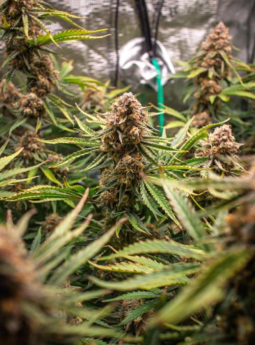Granite Haze F7 in Autopot + Coco. Week 12 - D75 partially harvested tops