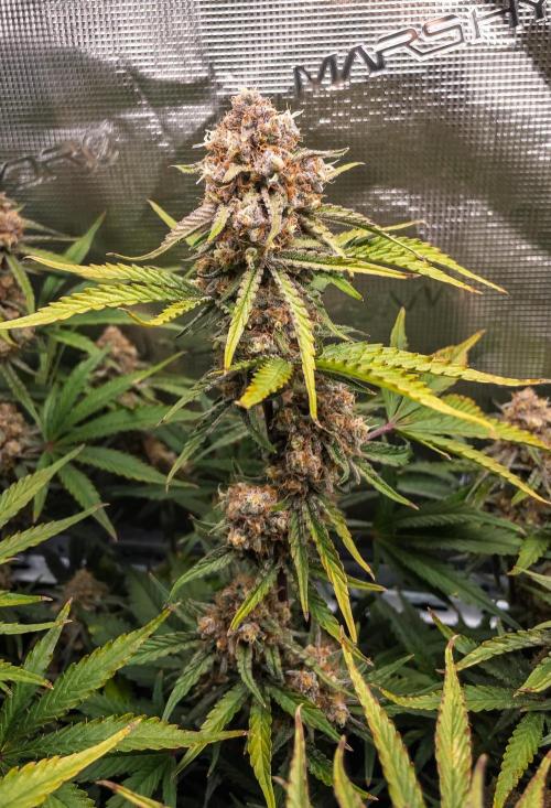 Granite Haze F7 in Autopot + Coco. Week 12 - D75 partially harvested tops