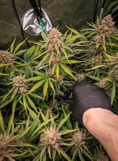 Granite Haze F7 in Autopot + Coco. Week 12 - D75 partially harvested tops