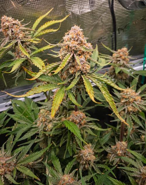 Granite Haze F7 in Autopot + Coco. Week 12 - D79 Granite Haze