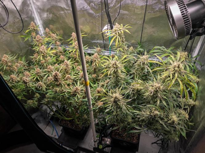 Granite Haze F7 in Autopot + Coco. Week 12 - D79 Granite Haze  - Headbanger