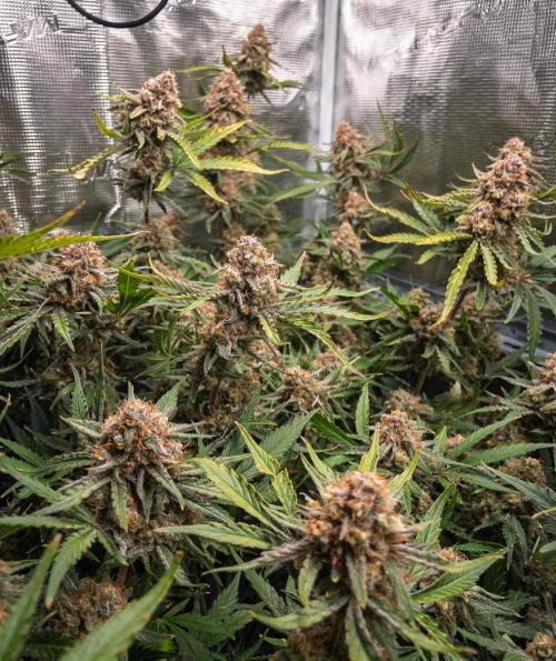 Granite Haze F7 in Autopot + Coco. Week 12 - D79 Granite Haze