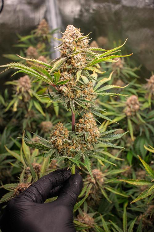 Granite Haze F7 in Autopot + Coco. Week 12 - D75 partially harvested tops