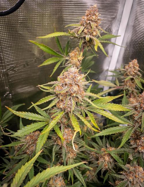 Granite Haze F7 in Autopot + Coco. Week 12 - D79 Granite Haze
