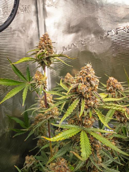 Granite Haze F7 in Autopot + Coco. Week 12 - D79 Granite Haze