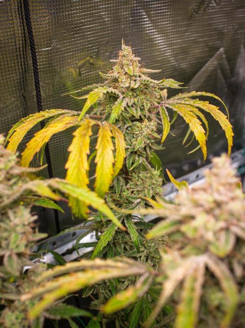 505 Headbanger in Autopot + Coco. Week 13 - D86 505 Headbanger