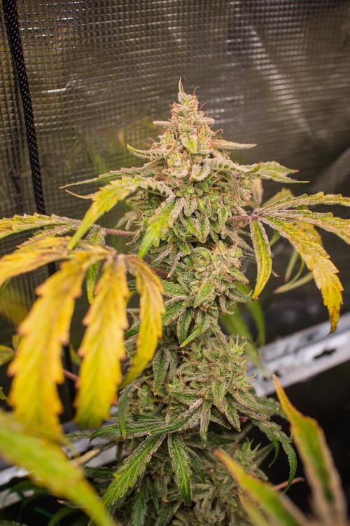 505 Headbanger in Autopot + Coco. Week 13 - D86 505 Headbanger