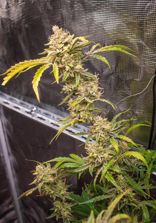 505 Headbanger in Autopot + Coco. Week 13 - D86 505 Headbanger