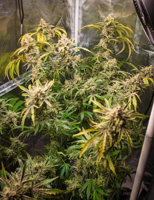505 Headbanger in Autopot + Coco. Week 13 - D86 505 Headbanger