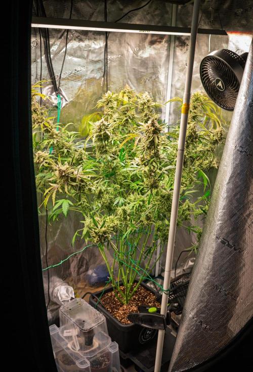505 Headbanger in Autopot + Coco. Week 13 - D86 505 Headbanger