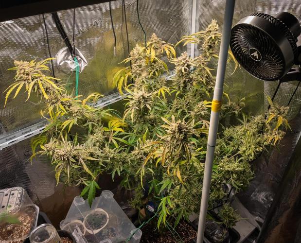 505 Headbanger in Autopot + Coco. Week 14 - D92 505 Headbanger