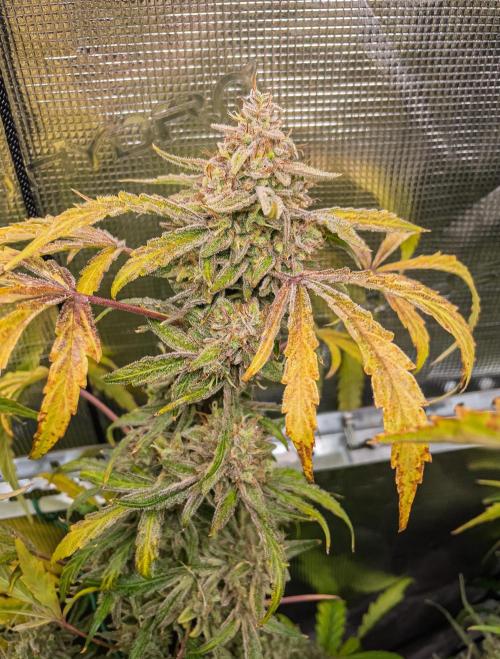 505 Headbanger in Autopot + Coco. Week 14 - D92 505 Headbanger