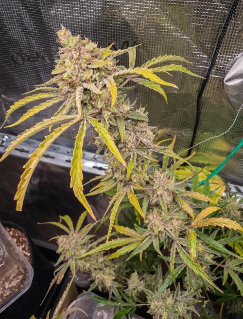 505 Headbanger in Autopot + Coco. Week 14 - D92 505 Headbanger