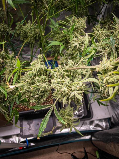 505 Headbanger in Autopot + Coco. Week 14 - Weirdo 360° foxtailing