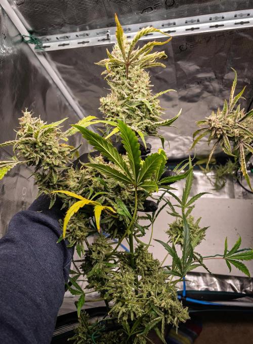 505 Headbanger in Autopot + Coco. Week 14 - D92 505 Headbanger