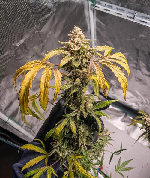 505 Headbanger in Autopot + Coco. Week 14 - D92 505 Headbanger
