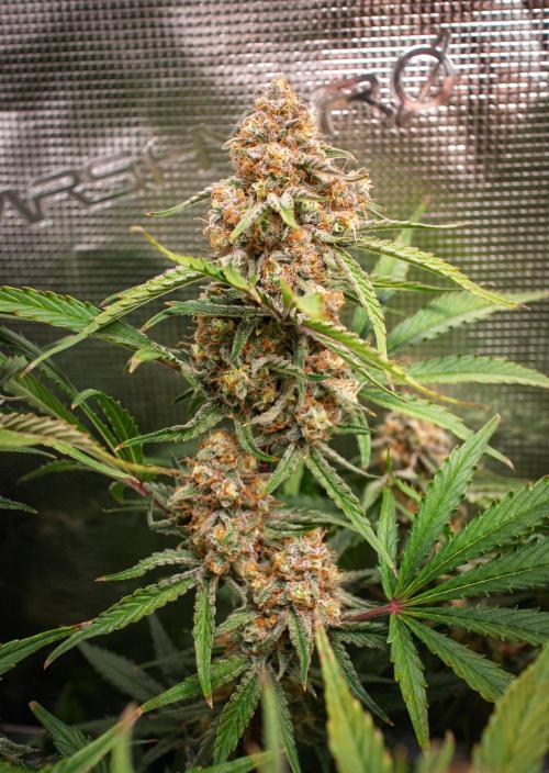 Granite Haze F7 in Autopot + Coco. Week 13 - TOPS Harvest day 75