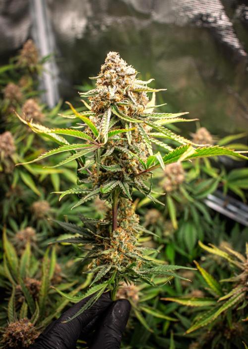 Granite Haze F7 in Autopot + Coco. Week 13 - TOPS Harvest day 75