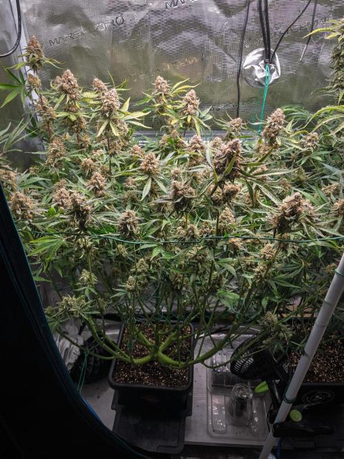 Granite Haze F7 in Autopot + Coco. Week 13 - TOPS2 Harvest day 81