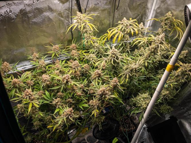 Granite Haze F7 in Autopot + Coco. Week 13 - LAST BITS Harvest day 86