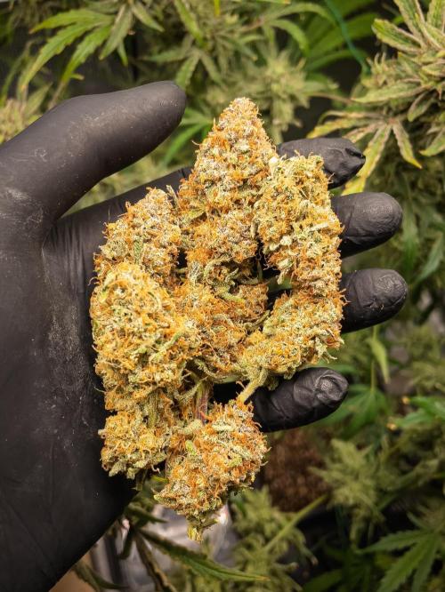 Granite Haze F7 in Autopot + Coco. Week 13 - Yummy