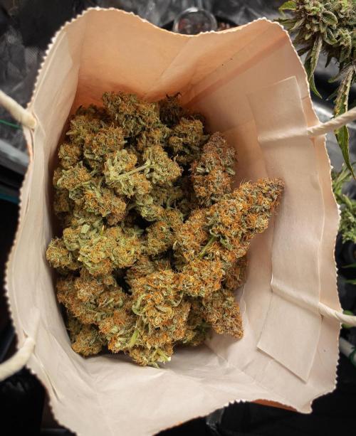 Granite Haze F7 in Autopot + Coco. Week 13 - Yummy