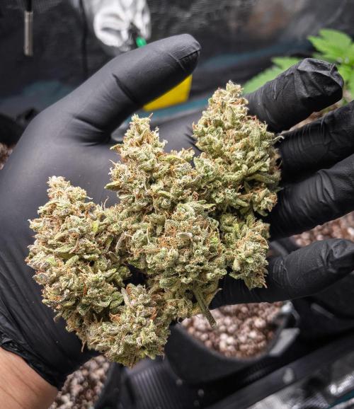 505 Headbanger in Autopot + Coco. Week 14