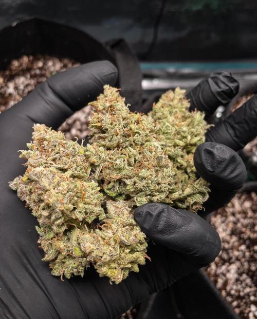 505 Headbanger in Autopot + Coco. Week 14