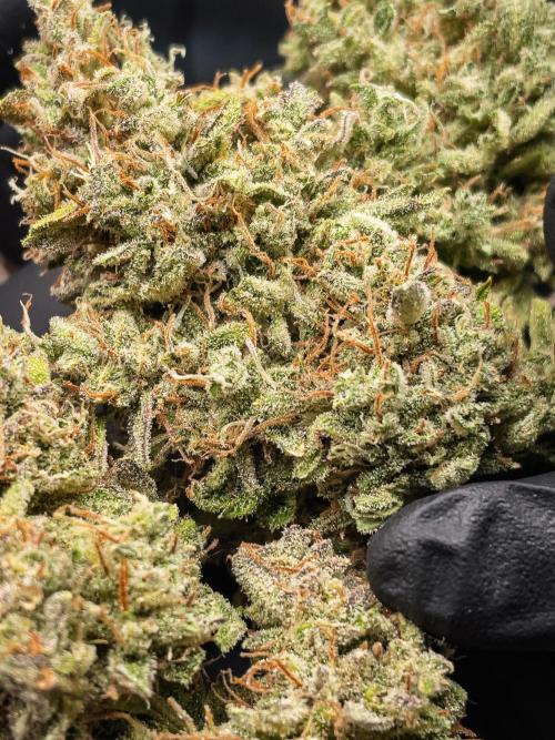 505 Headbanger in Autopot + Coco. Week 14