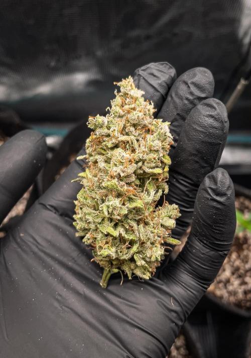 505 Headbanger in Autopot + Coco. Week 14