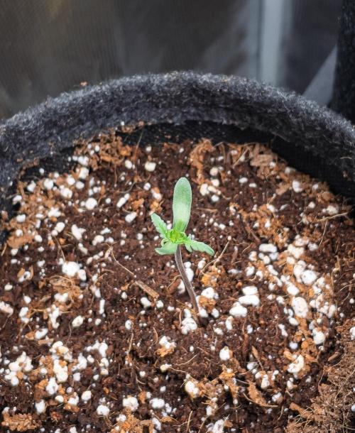 Frosty's Auto Freak | 2L Coco Tray2Grow. Week 1 - D4
