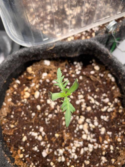 Frosty's Auto Freak | 2L Coco Tray2Grow. Week 1 - D7