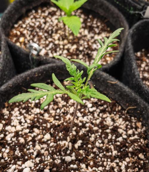 Frosty's Auto Freak | 2L Coco Tray2Grow. Week 2 - D11