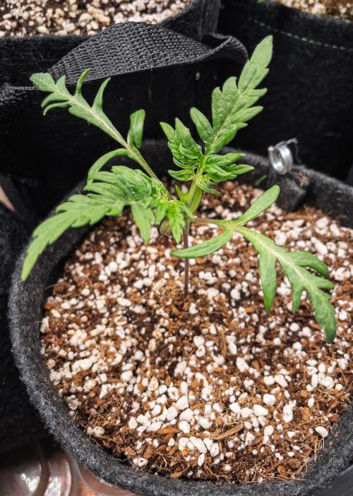 Frosty's Auto Freak | 2L Coco Tray2Grow. Week 2 - D14
