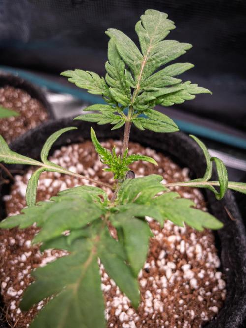 Frosty's Auto Freak | 2L Coco Tray2Grow. Week 3 - D16