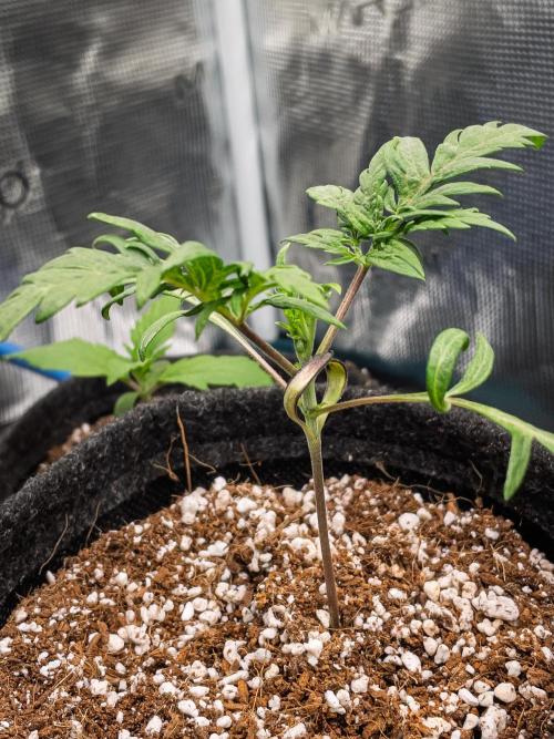 Frosty's Auto Freak | 2L Coco Tray2Grow. Week 3 - D16