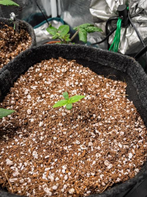 Zombie Kush Auto | 3L Coco Tray2Grow. Week 1 - D3