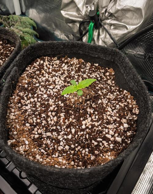Zombie Kush Auto | 3L Coco Tray2Grow. Week 1 - D5