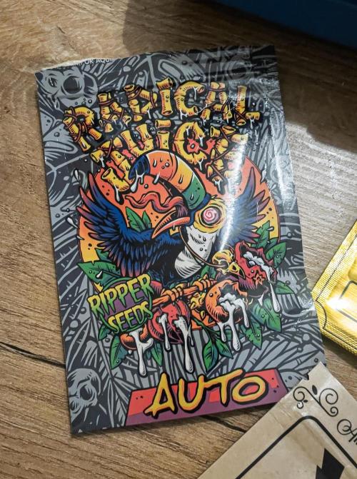 Radical Juice Auto | 4L Coco Tray2Grow. Week 0 - JUICY