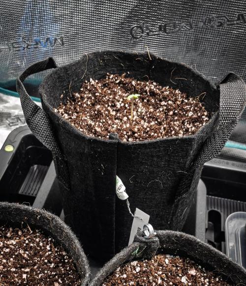 Radical Juice Auto | 4L Coco Tray2Grow. Week 1 - D2