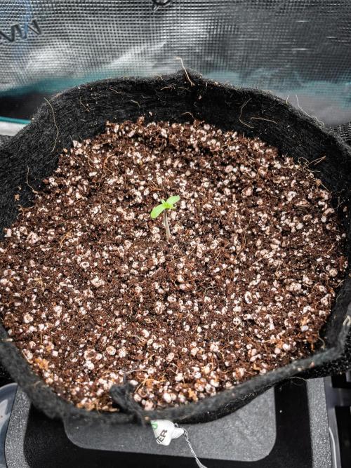 Radical Juice Auto | 4L Coco Tray2Grow. Week 1 - D2