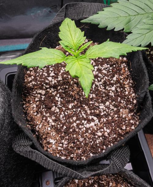 Radical Juice Auto | 4L Coco Tray2Grow. Week 2 - D11